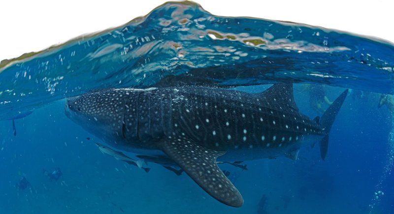 Китовая. Сплит. фото превью