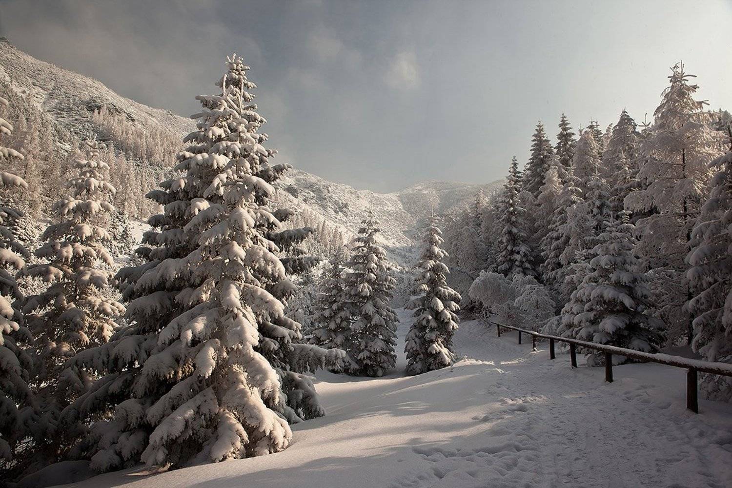 , Света  Черникова