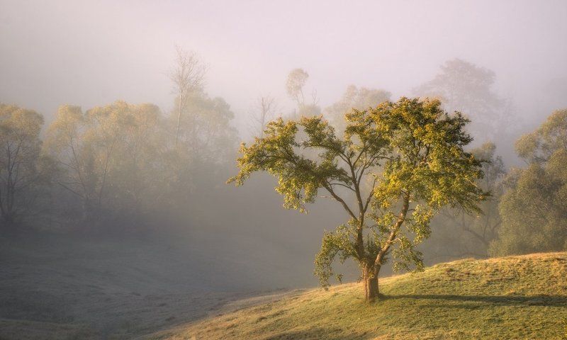 Горы, Карпаты, Свет Дары солнца фото превью