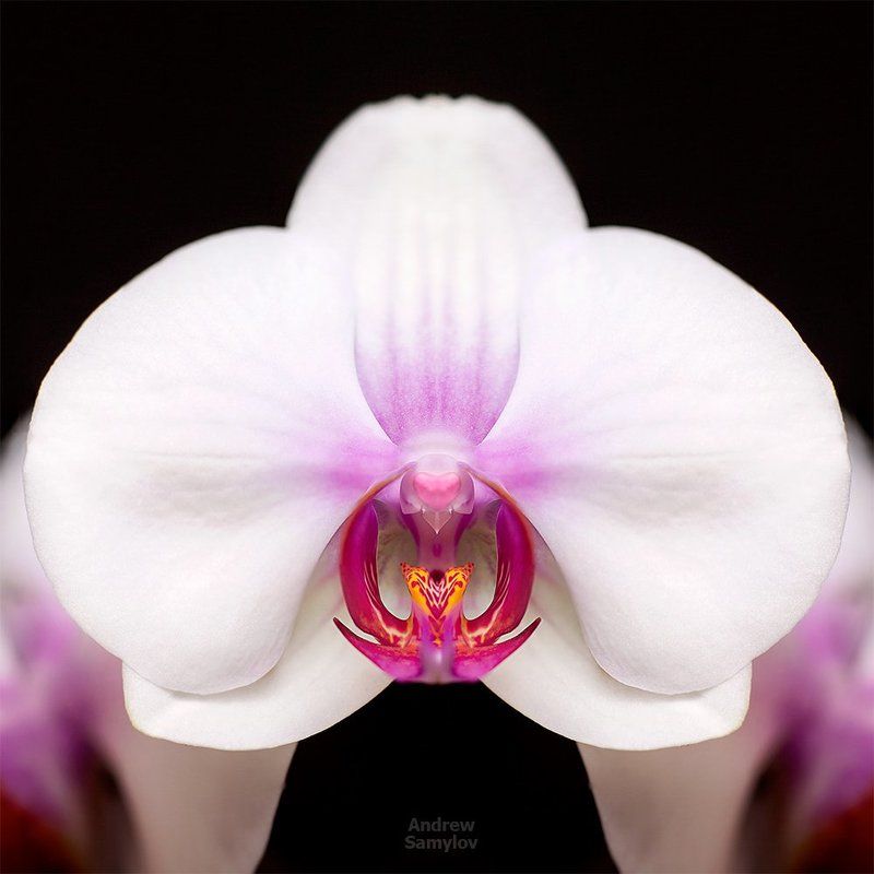 Love Flower фото превью