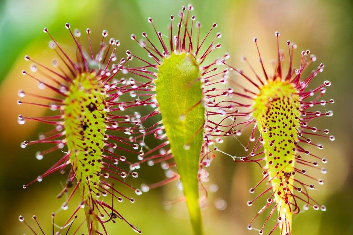 , Игорь Подгорный