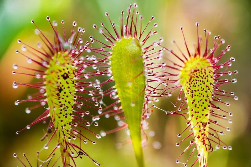 Три девицы под окном фото превью