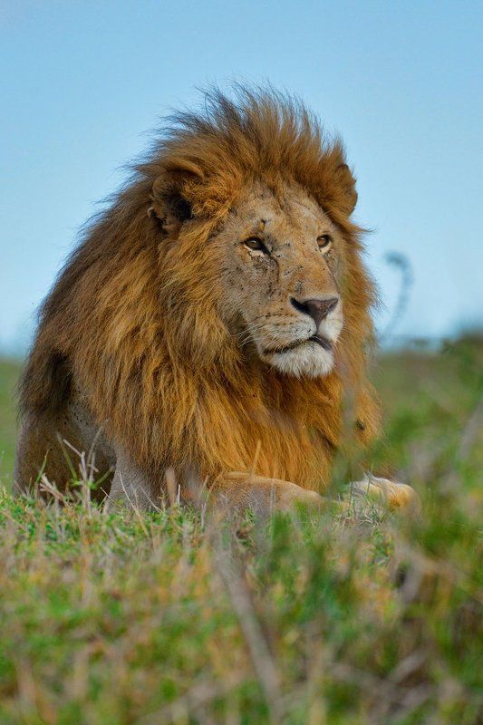 Царь фото превью