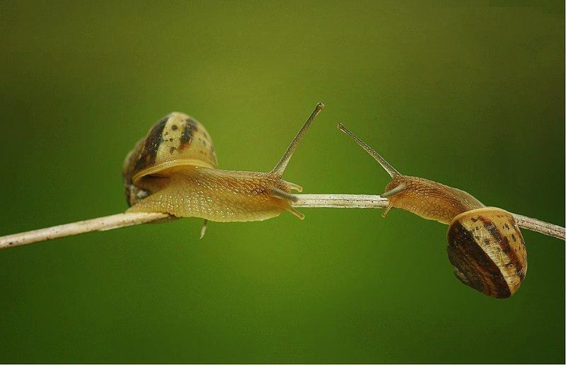 twins фото превью