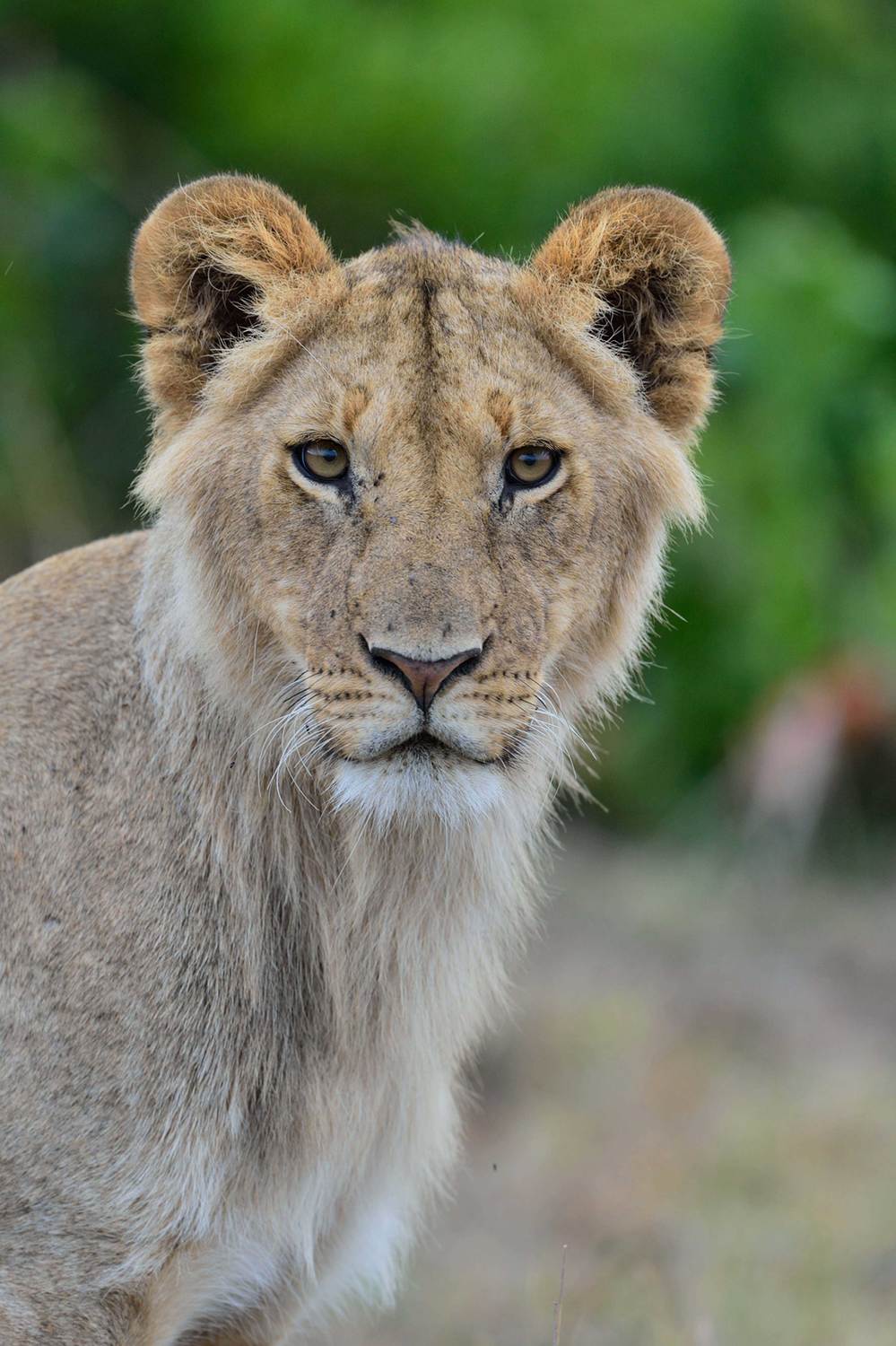 Африка Кения Дикие животные, Дикая природа, Львица, Прайд, Анна Яценко