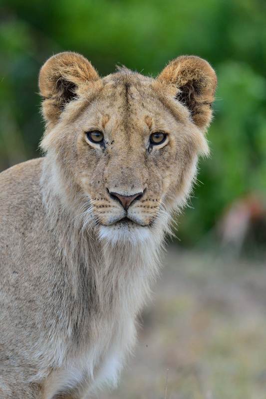 Африка Кения Дикие животные, Дикая природа, Львица, Прайд Львица фото превью