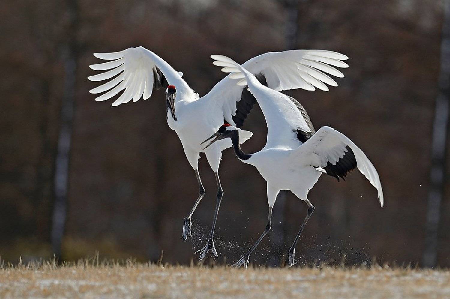 , Алексей Тищенко