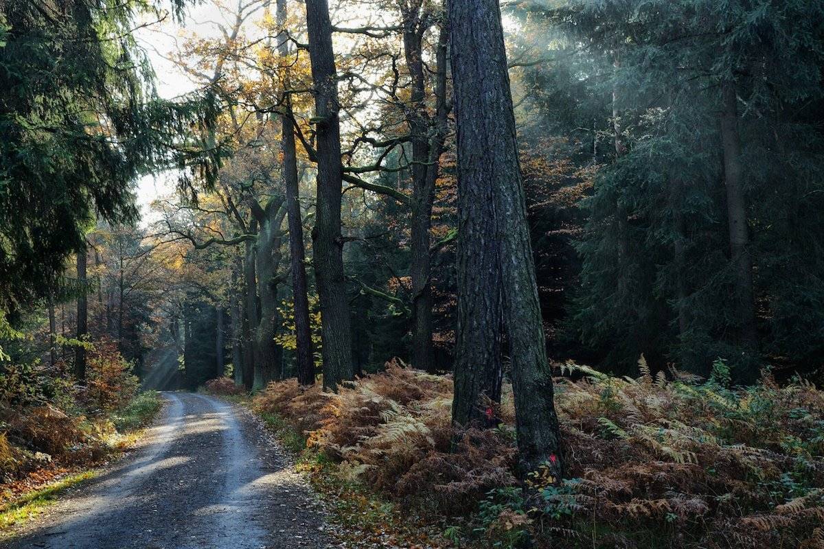 , СПИРИДОНОВ НИКОЛАЙ