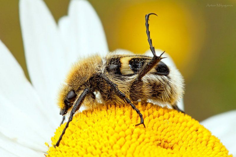 Макро, Природа Носочки тяянуть фото превью