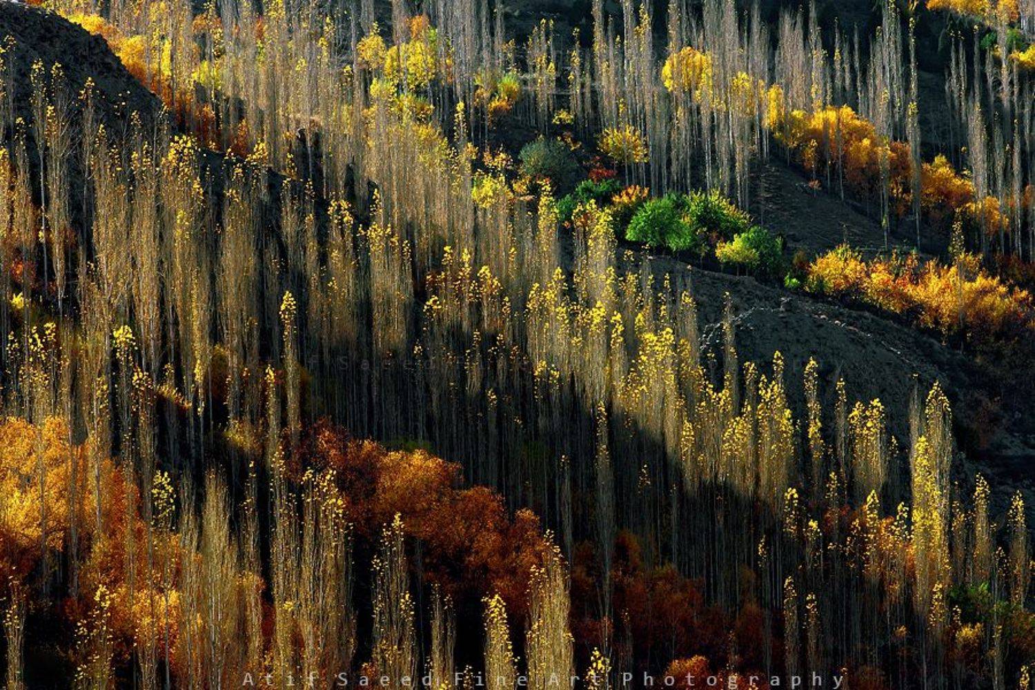 , M Atif Saeed