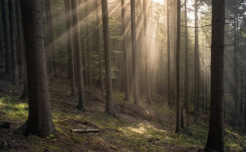 Карпаты, Лес, Лучи, Свет В сказочном лесу фото превью