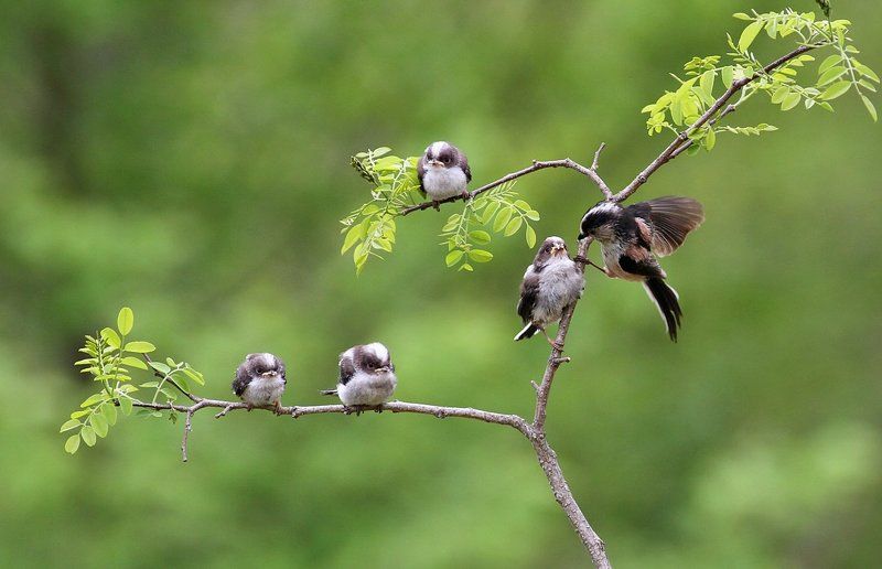 Aegithaslos caudatus\'s  Family фото превью