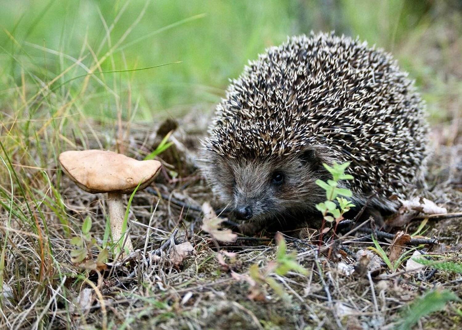 ёж, колючий, Михаил Агеев