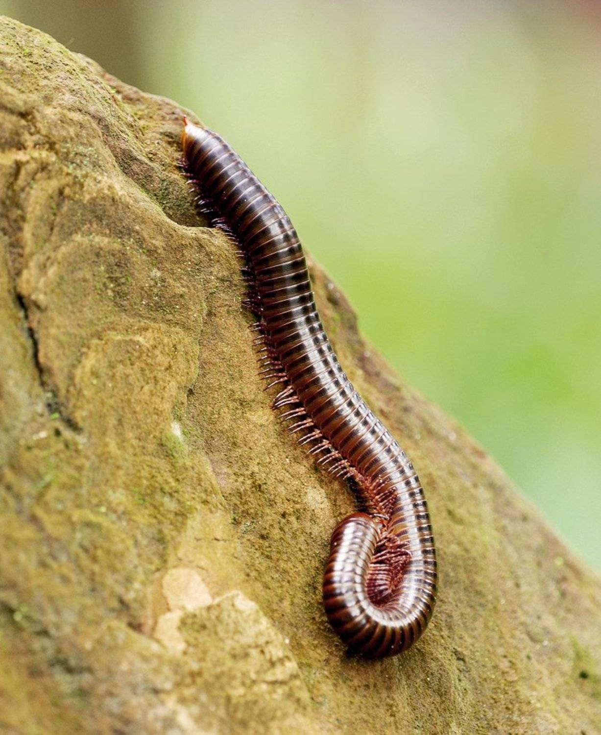 кивсяк, лаос, макро, Alexey Gnilenkov