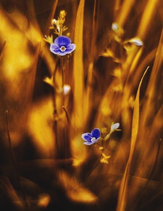 . фото превью