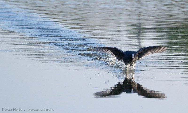 Sprint фото превью