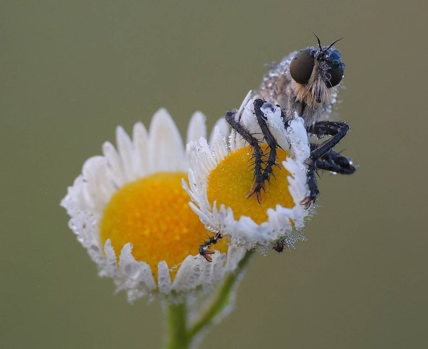 , Zbyszek  Walkiewicz