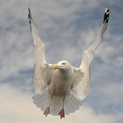 Marine Fighter