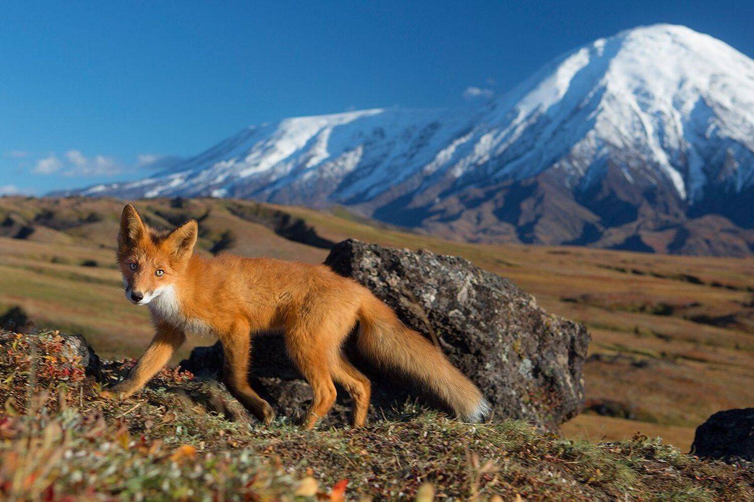 , Денис Будьков