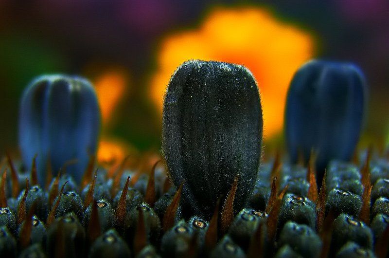 wake,sunflower,sony,macro,vision,zeiss подсолнечник фото превью