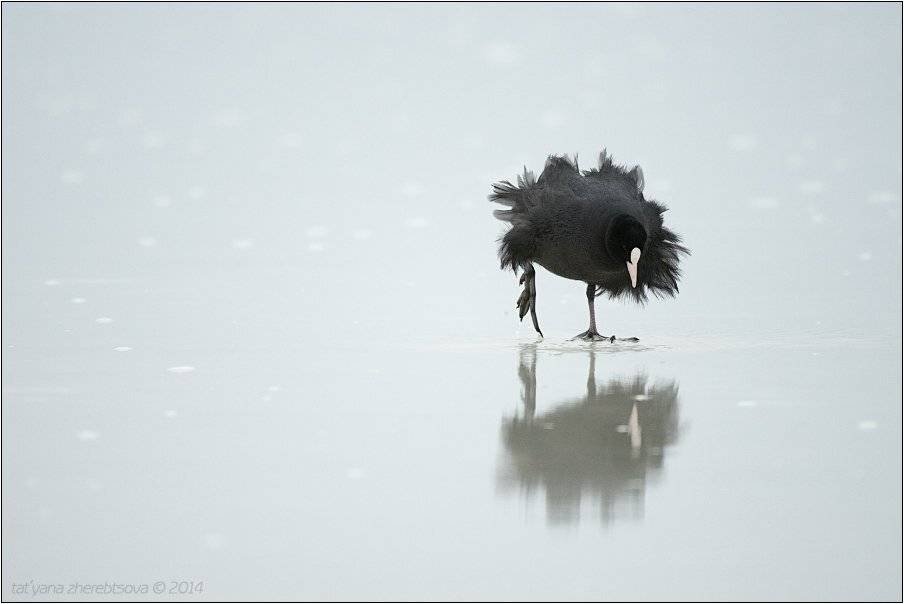 , Татьяна Жеребцова