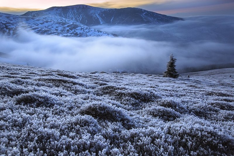 В лесу родилась елочка! )) фото превью