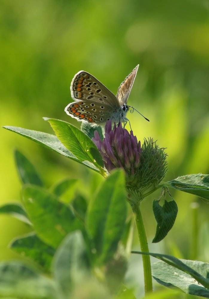 , Чепленко Алексей