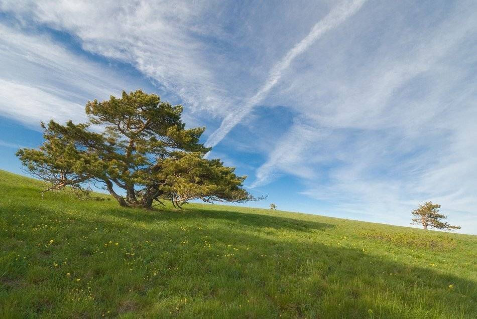 , Саша  Вайсберг / Waldschnepfe /