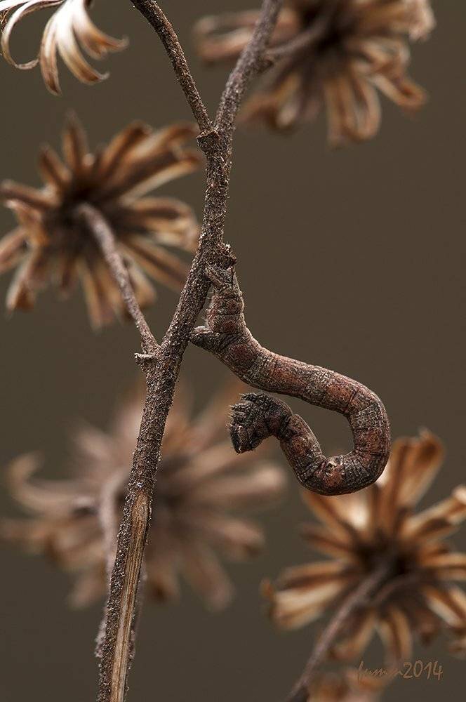 , Игорь ФУММ