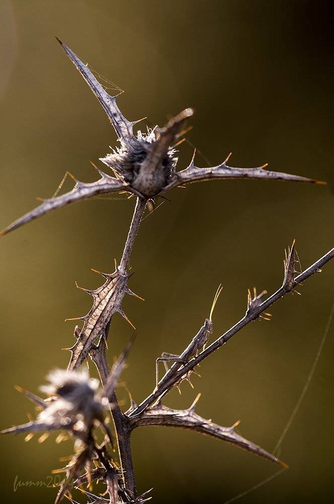 , Игорь ФУММ