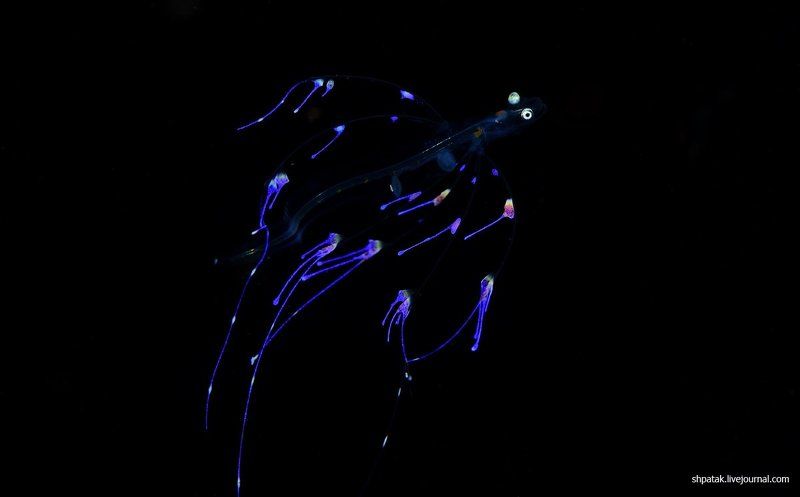 Puerta Galera. Night dive. UFO. фото превью