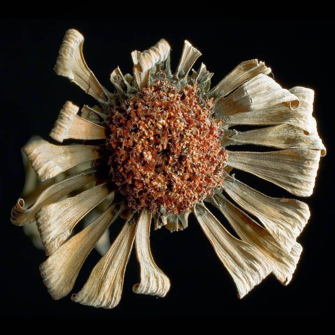 , Качурин Алексей