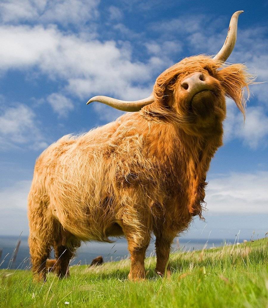 Animals, Cattle, Nature, Portrait, Scotland, Scottish, Tomek Jungowski