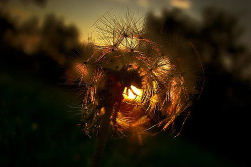 Dandelion Series II