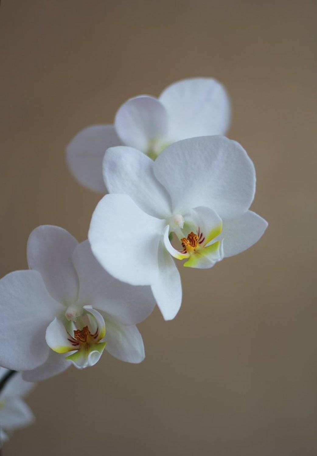 , Киливник Наталия(Metron)