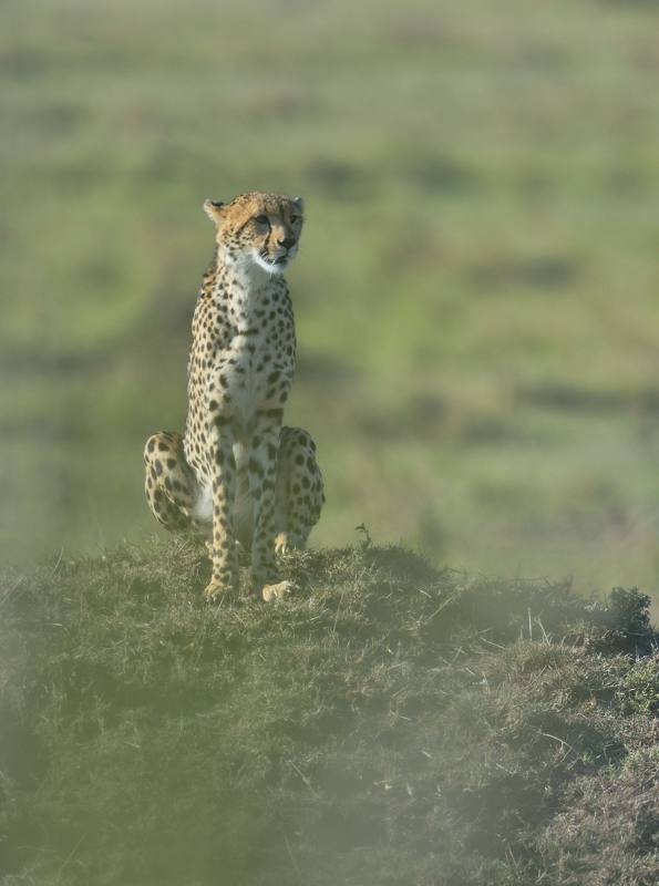 представитель кошачьих фото превью