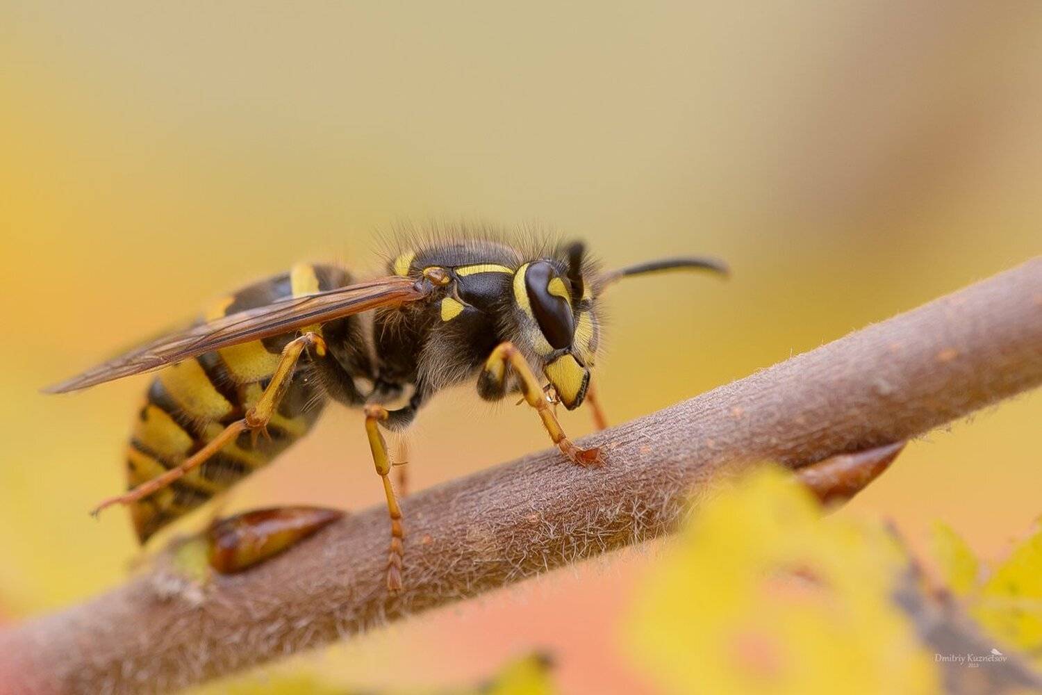 , Кузнецов Дмитрий