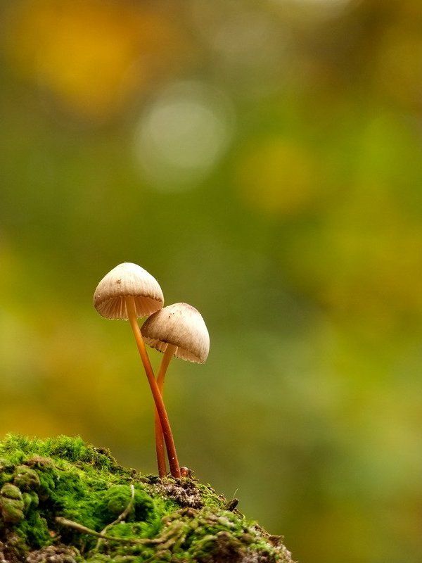 Я поля влюбленным постелю. фото превью