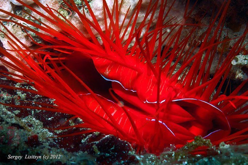 Mollusc фото превью