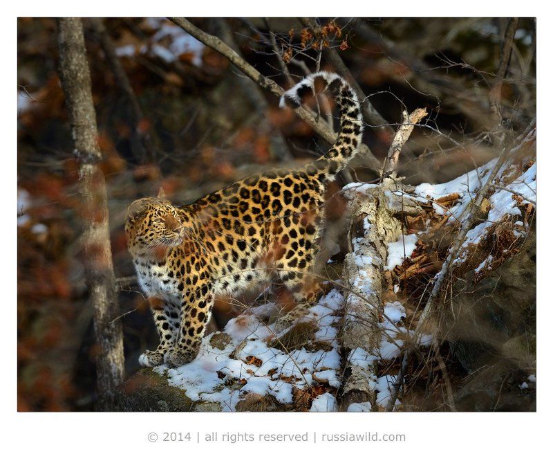 Утренний свет фото превью