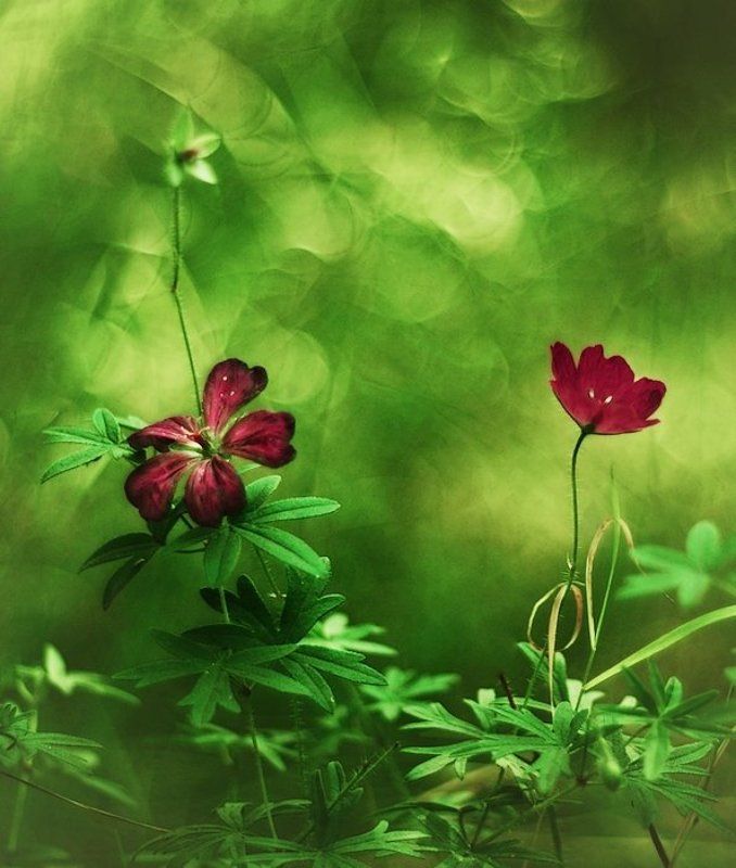 . фото превью