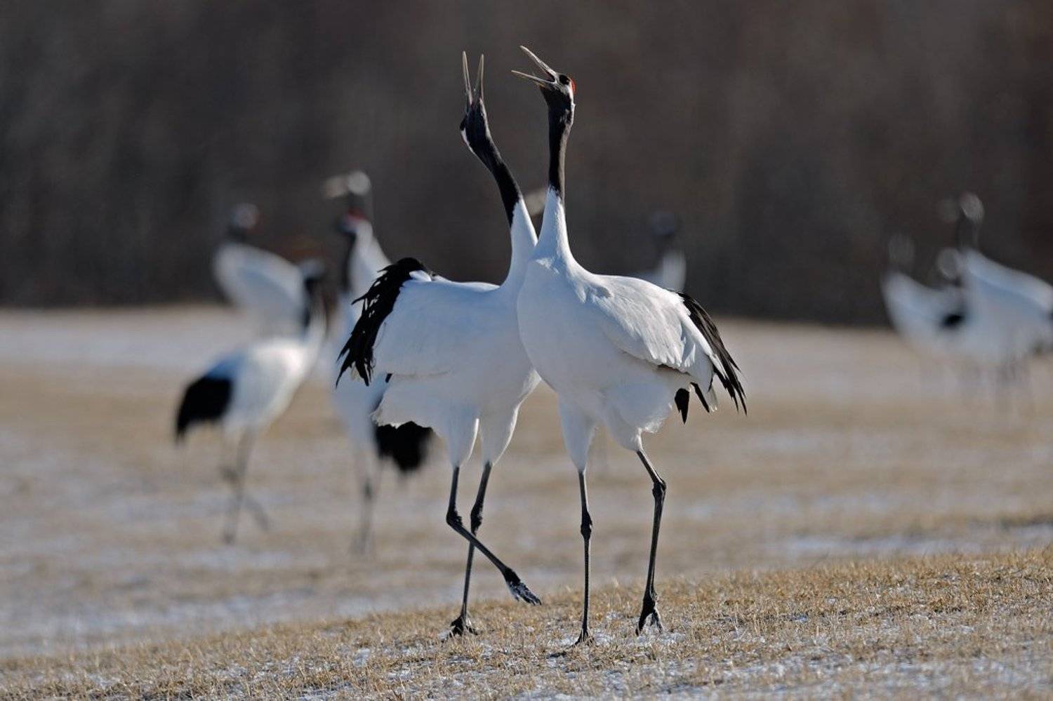 , Алексей Тищенко