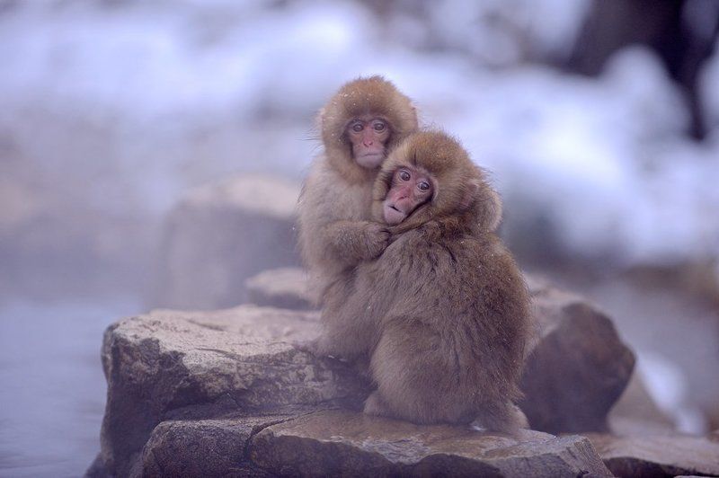 Сироты фото превью