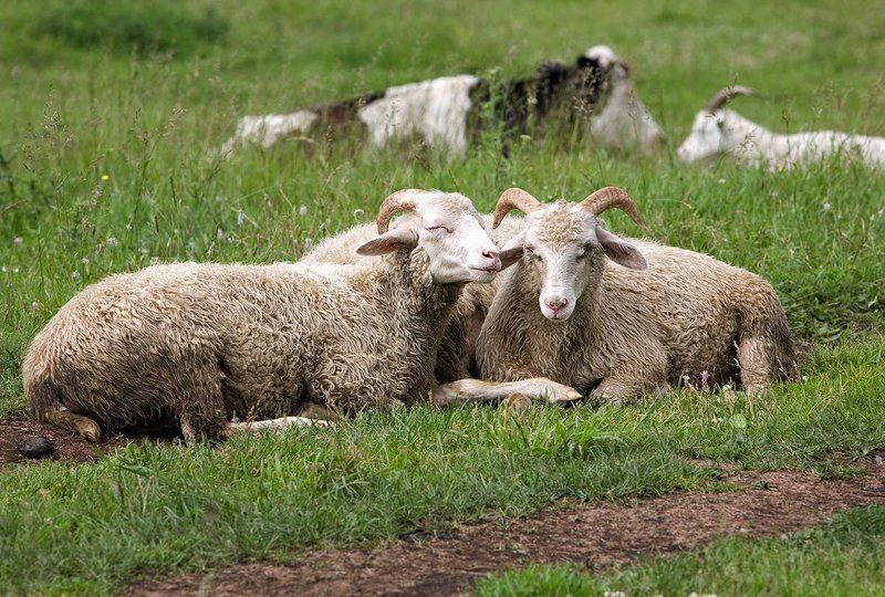 ПопарноКопытные фото превью