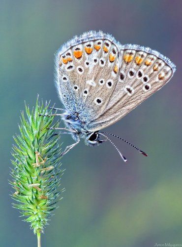 Голубянка Икар (лат. Polyommatus icarus)