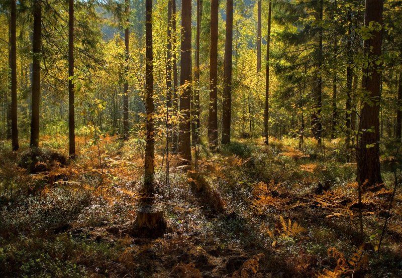 Осенний калейдоскоп фото превью