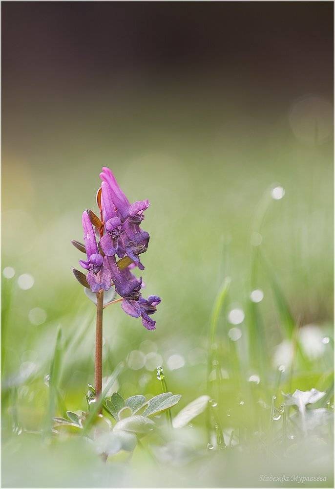 Corydalis, Весна, Первоцветы, Хохлатка, Надежда Муравьёва