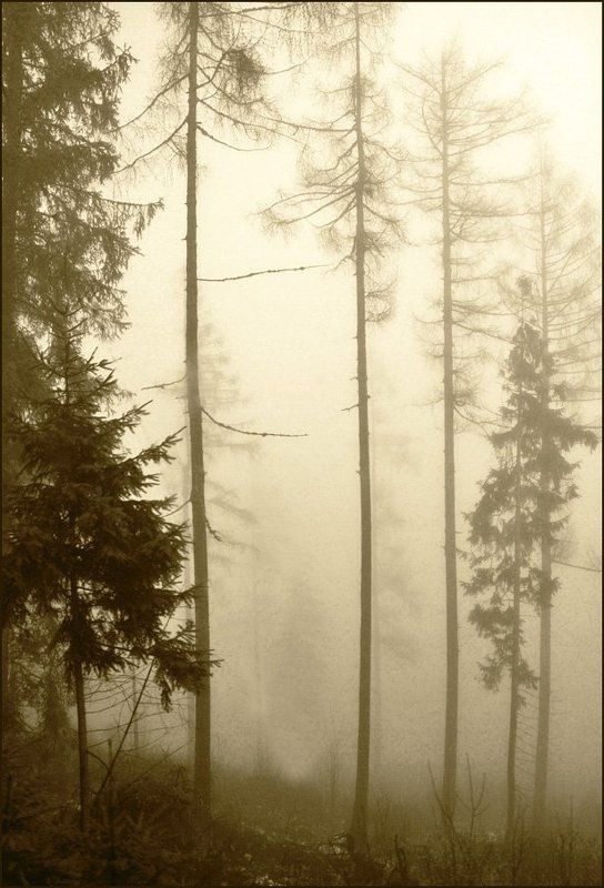 Туманная серия 2 (12) фото превью