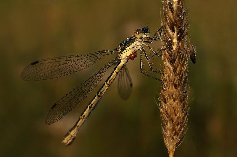 Утренняя фото превью