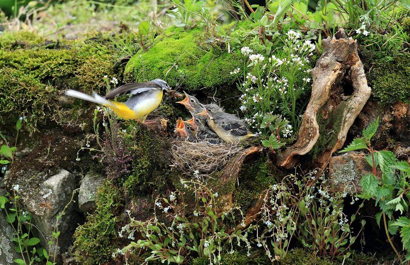 a wagtail фото превью